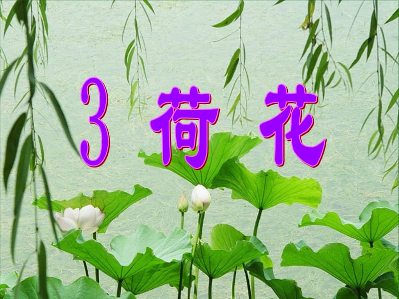 部编版三年级下册j精美ppt（课堂教学课件）3 荷花.ppt_第2页