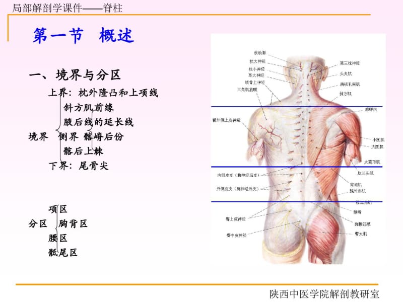 脊柱区解剖图PPT课件.pdf_第2页