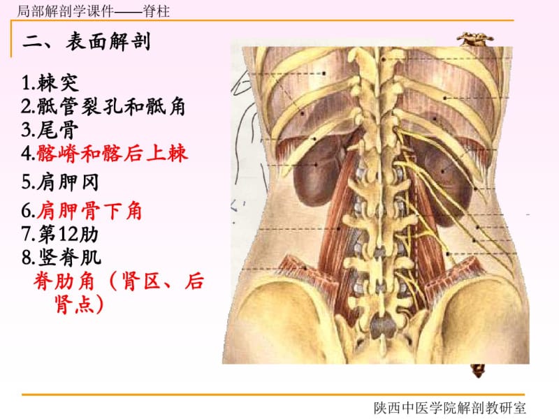 脊柱区解剖图PPT课件.pdf_第3页