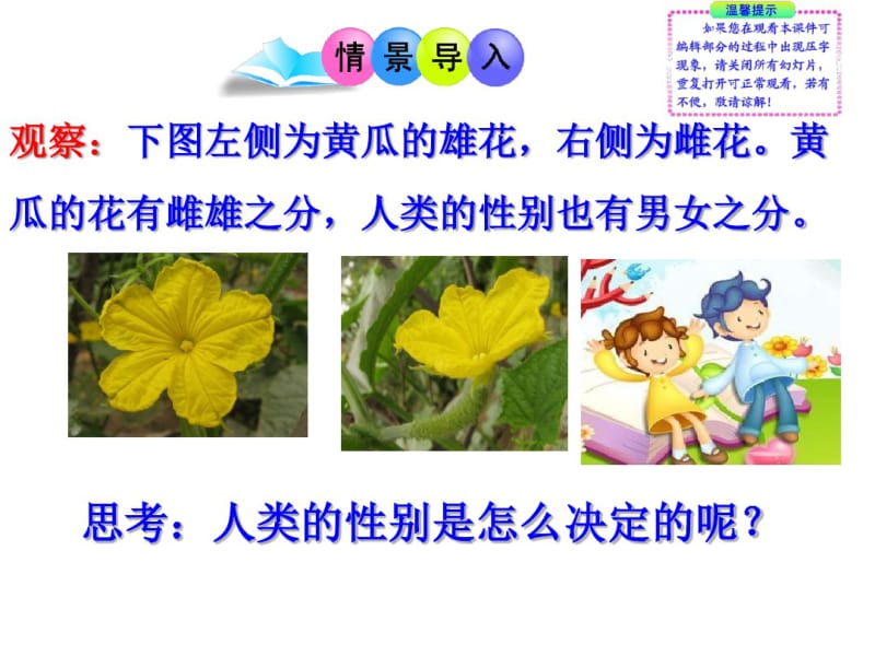 八年级生物下册《第四节人的性别遗传》课件.pdf_第2页