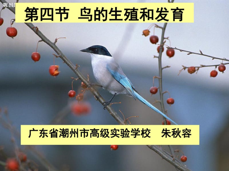 八年级生物下册《第四节鸟的生殖和发育》课件.pdf_第1页