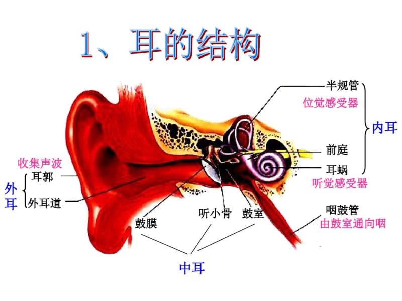 初中物理《我们是怎样听到声音》(共15张)ppt.pdf_第3页