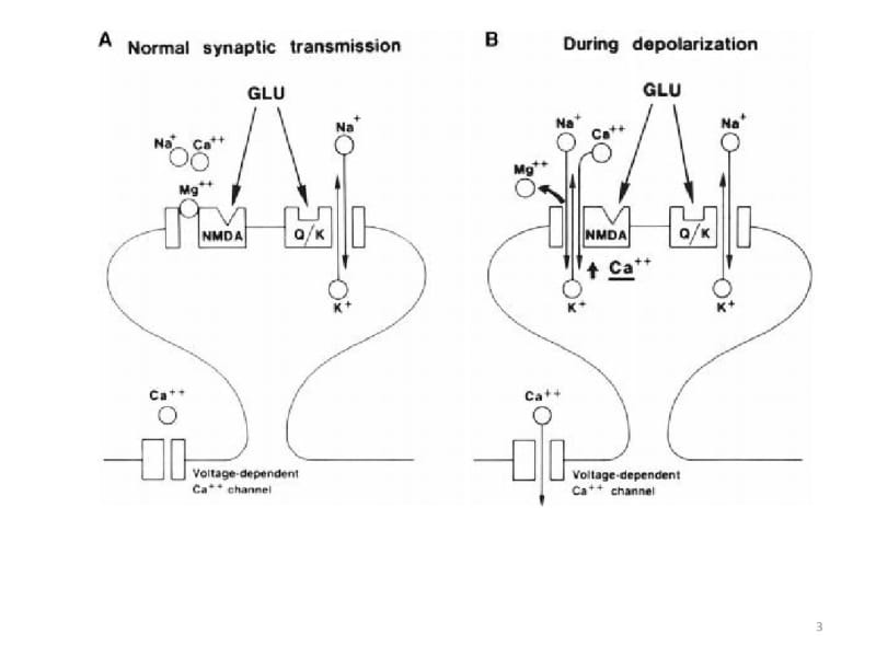 AMPA受体与突触可塑性课件(0619125017).pdf_第3页