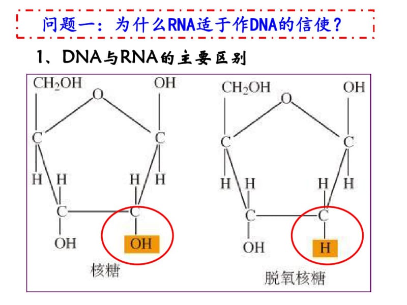 (完整版)人教高一生物必修二第四章第一节基因指导蛋白质的合成课件.pdf_第3页
