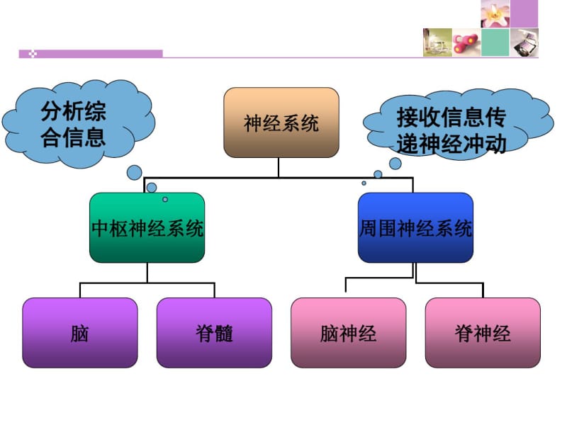 神经系统疾病常见症状体征.pdf_第2页