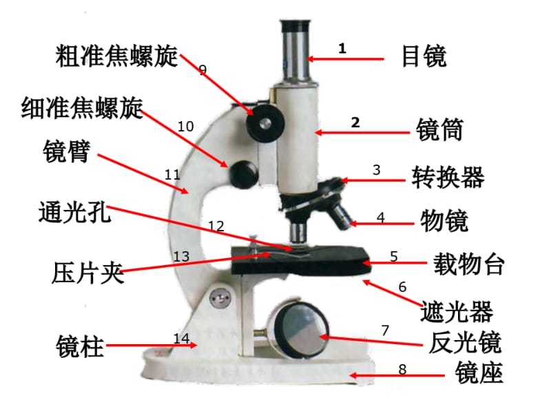 显微镜结构图与使用方法.pdf_第2页