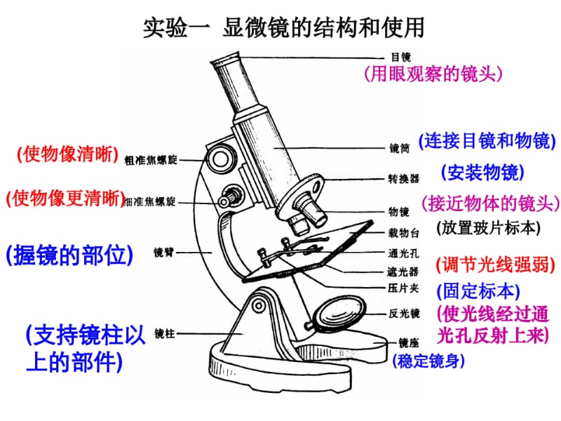 显微镜结构图与使用方法.pdf_第3页