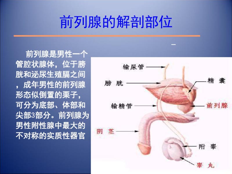 前列腺电切.pdf_第3页