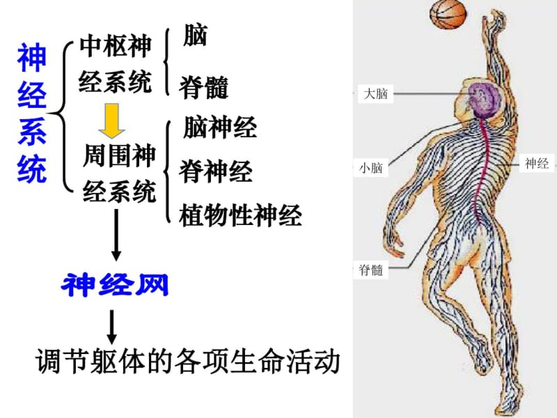 高三生物一轮复习-神经调节.pdf_第3页