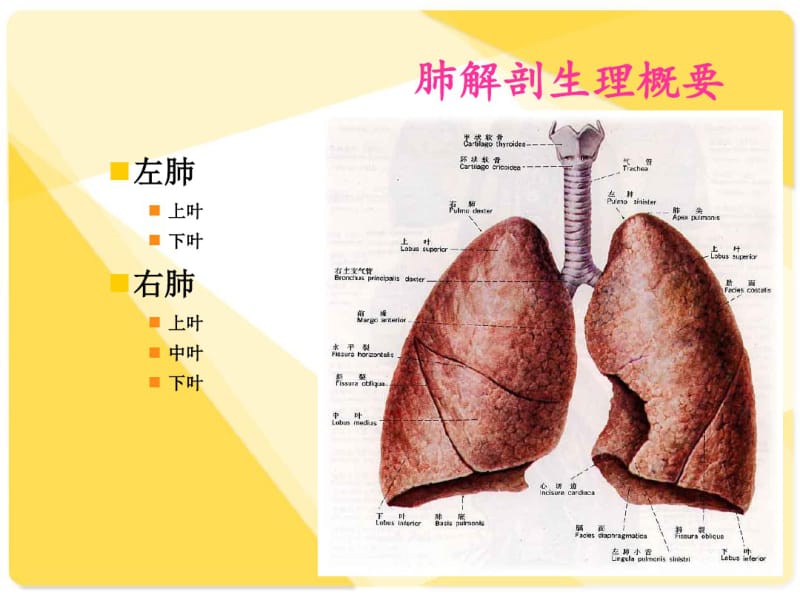 全肺切除术护理查房.pdf_第2页