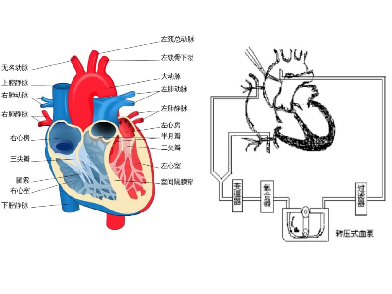 心脏手术麻醉的一般流程.pdf_第2页