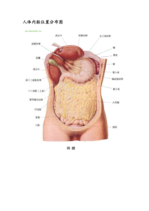 人体内脏器官分布图.doc