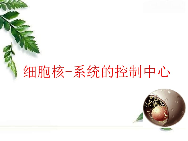 细胞核说课稿.ppt_第1页