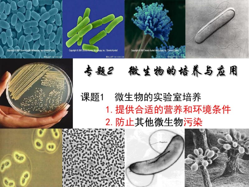 微生物的实验室培养复习课件.pdf_第1页