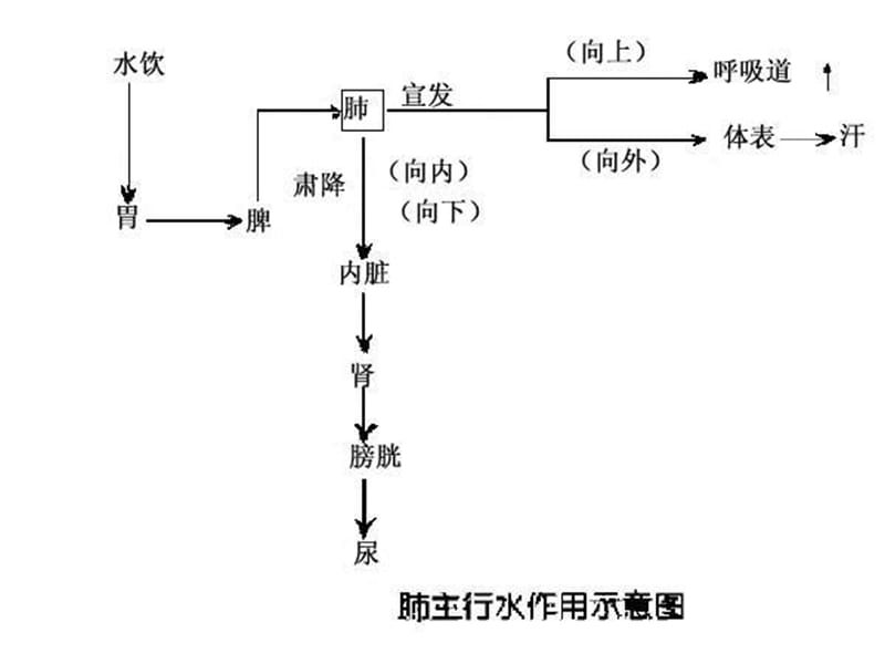 肺主通调水道.ppt_第3页