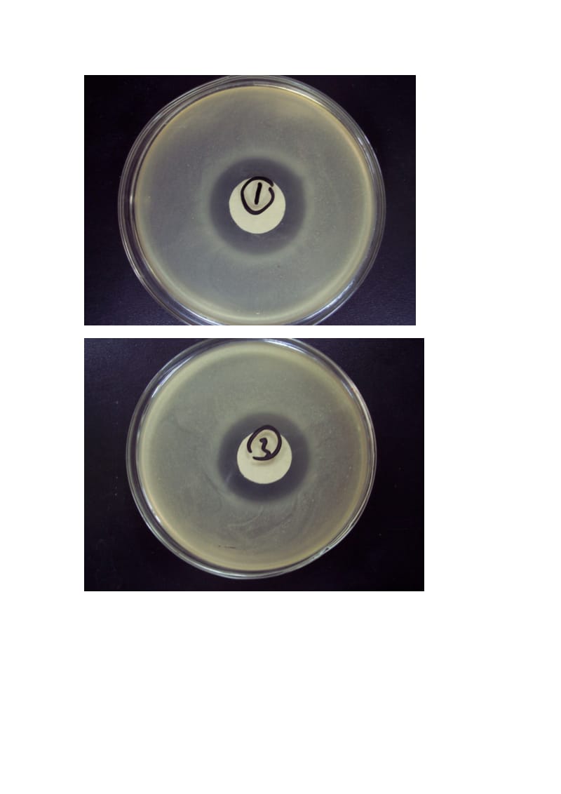 抗菌实验—抑菌圈法.doc_第2页