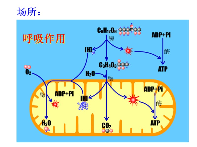 有氧呼吸和无氧呼吸及影响因素.ppt_第3页