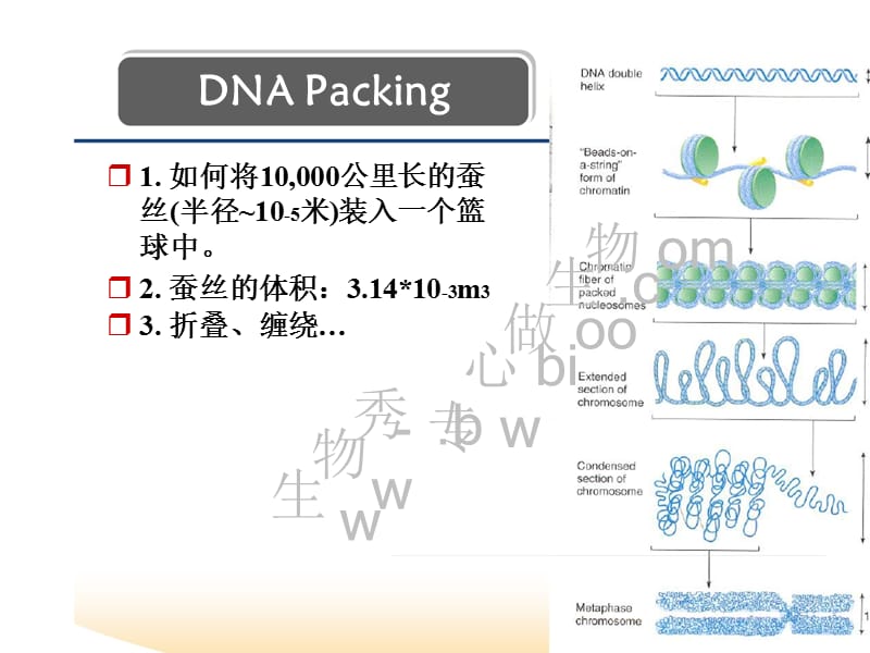 表观遗传学 第三章 组蛋白修饰.ppt_第2页