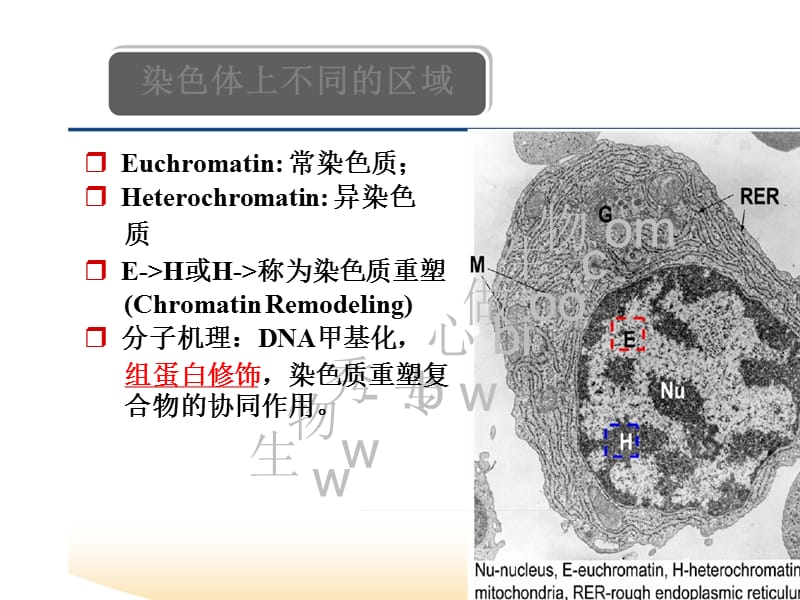 表观遗传学 第三章 组蛋白修饰.ppt_第3页