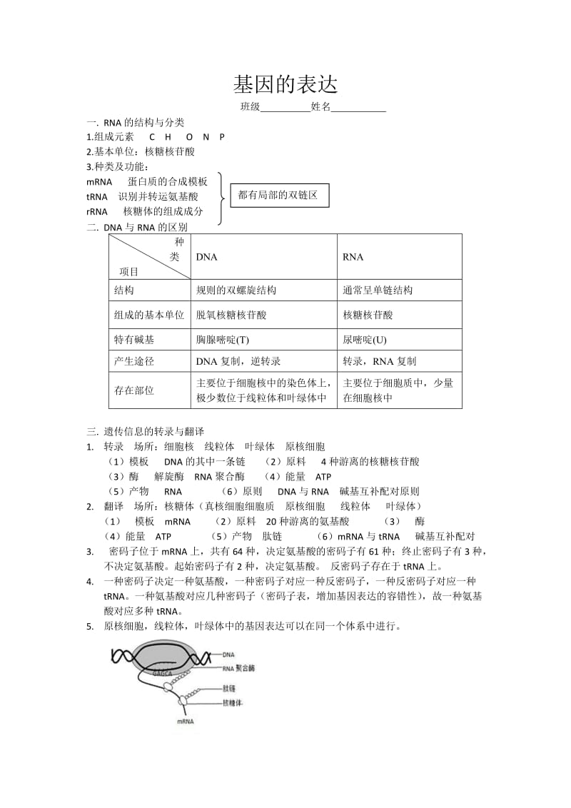 基因的表达知识点.doc_第1页