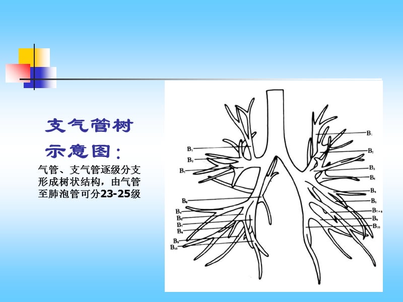 肺部CT解剖结构.ppt_第1页