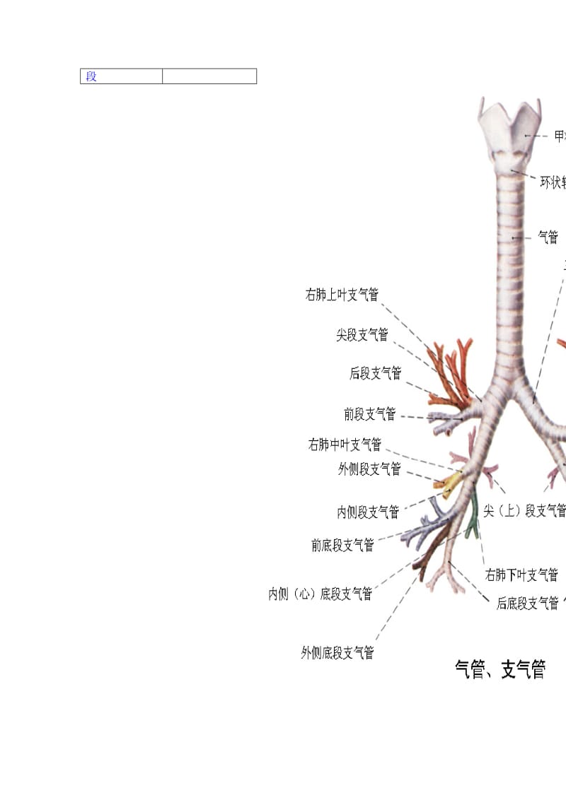 肺部CT口诀及支气管树.doc_第2页