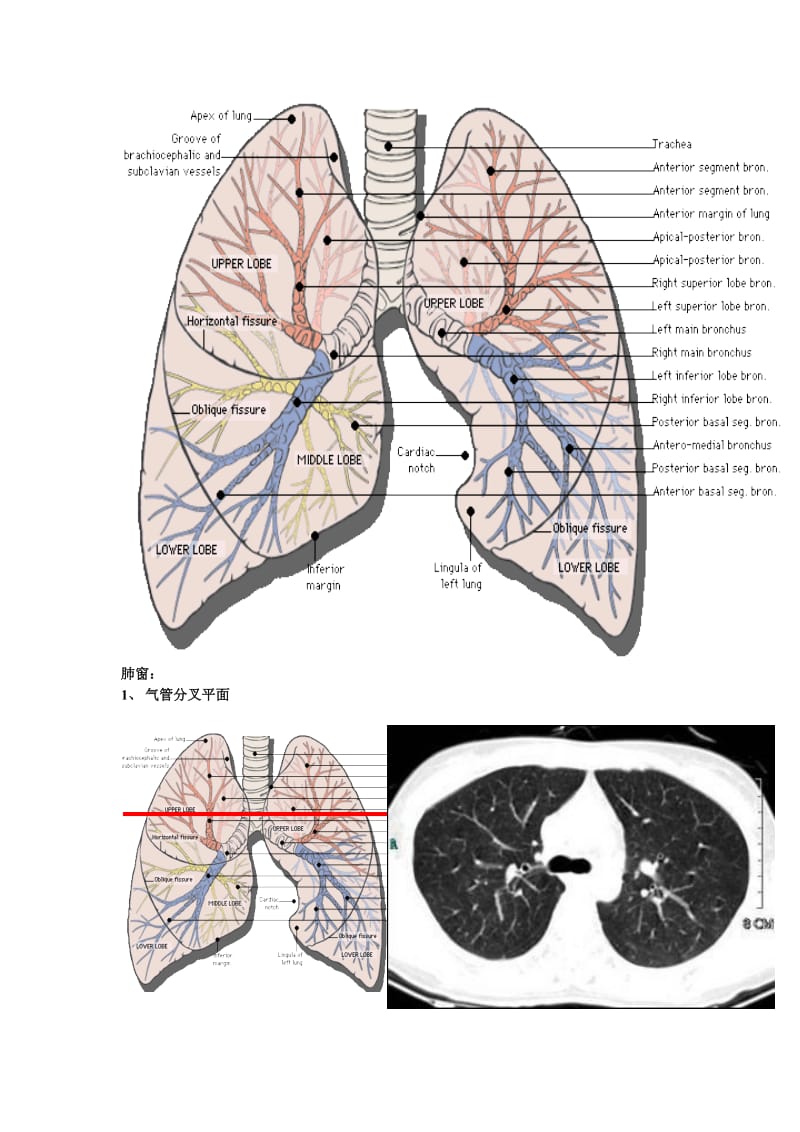 肺部CT口诀及支气管树.doc_第3页