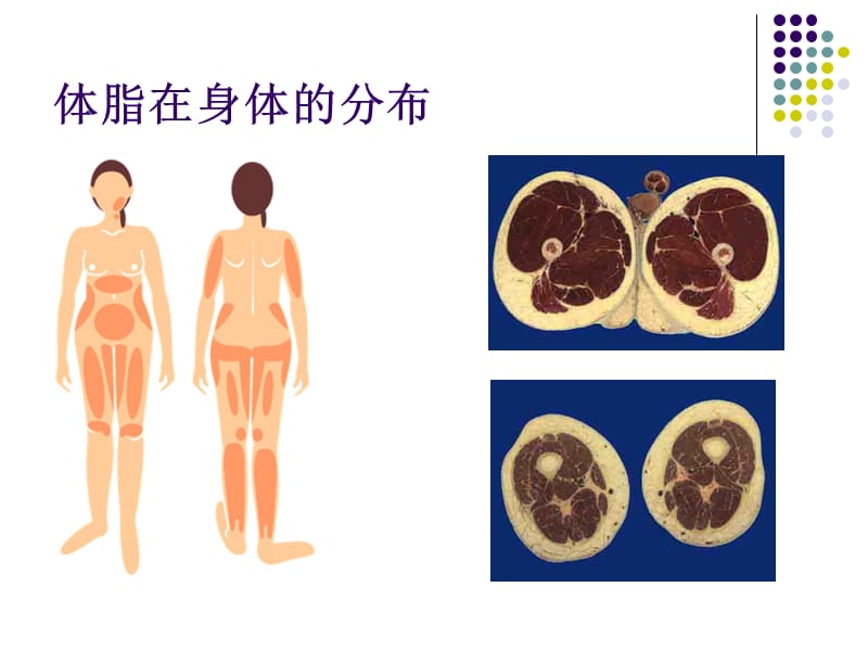 上臂围和皮褶厚度测量.ppt_第2页