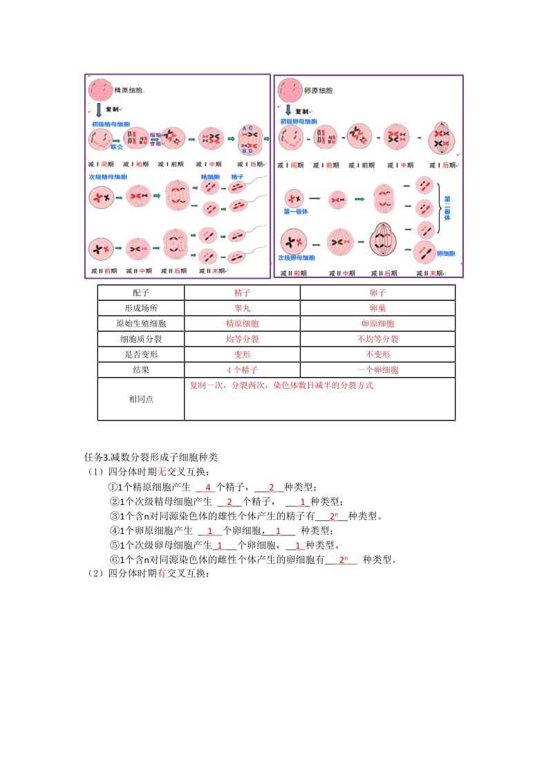 卵细胞的形成过程.doc_第2页