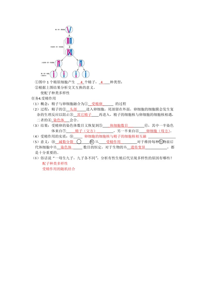 卵细胞的形成过程.doc_第3页