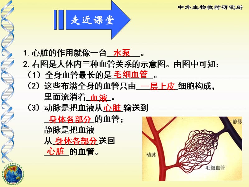 人体血液循环原理图详解.ppt_第3页