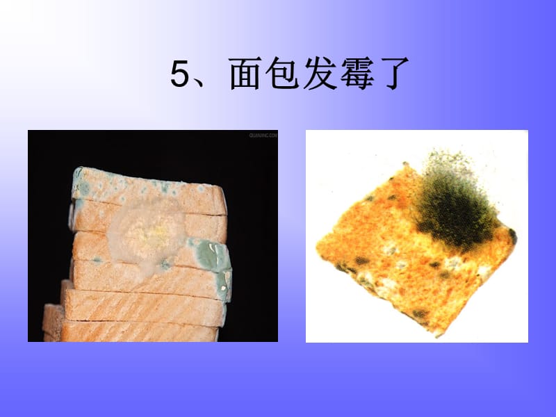 《面包发霉了》课件.ppt_第3页