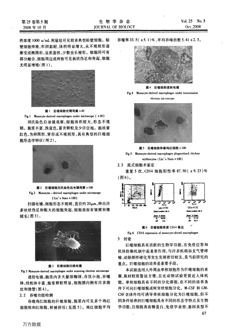 人外周血单核巨噬细胞诱导、培养及鉴定.pdf_第2页