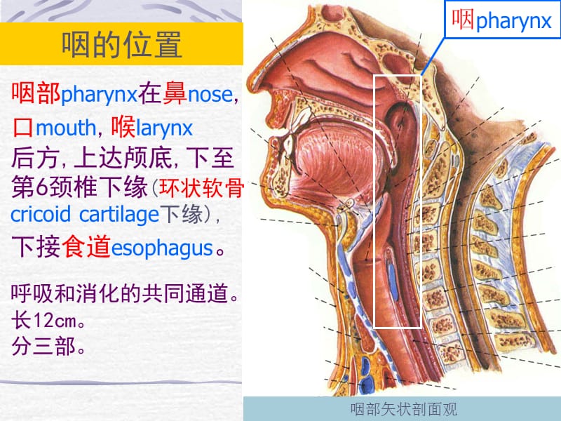 咽喉部解剖.ppt_第2页