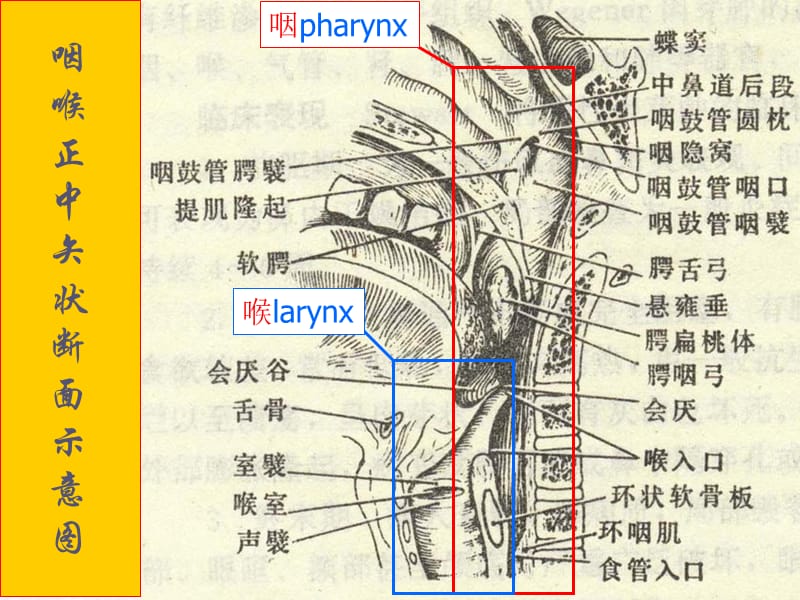 咽喉部解剖.ppt_第3页