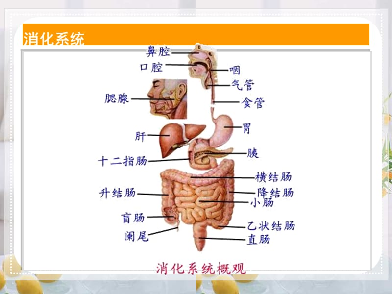 人体的消化与吸收 课件.ppt_第2页