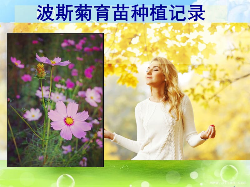 波斯菊育苗种植记.ppt_第1页