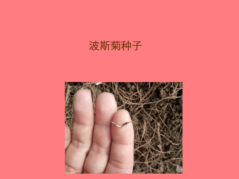 波斯菊育苗种植记.ppt_第3页