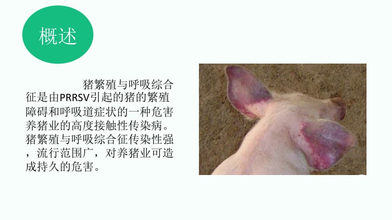 猪繁殖与呼吸综合征.ppt_第3页