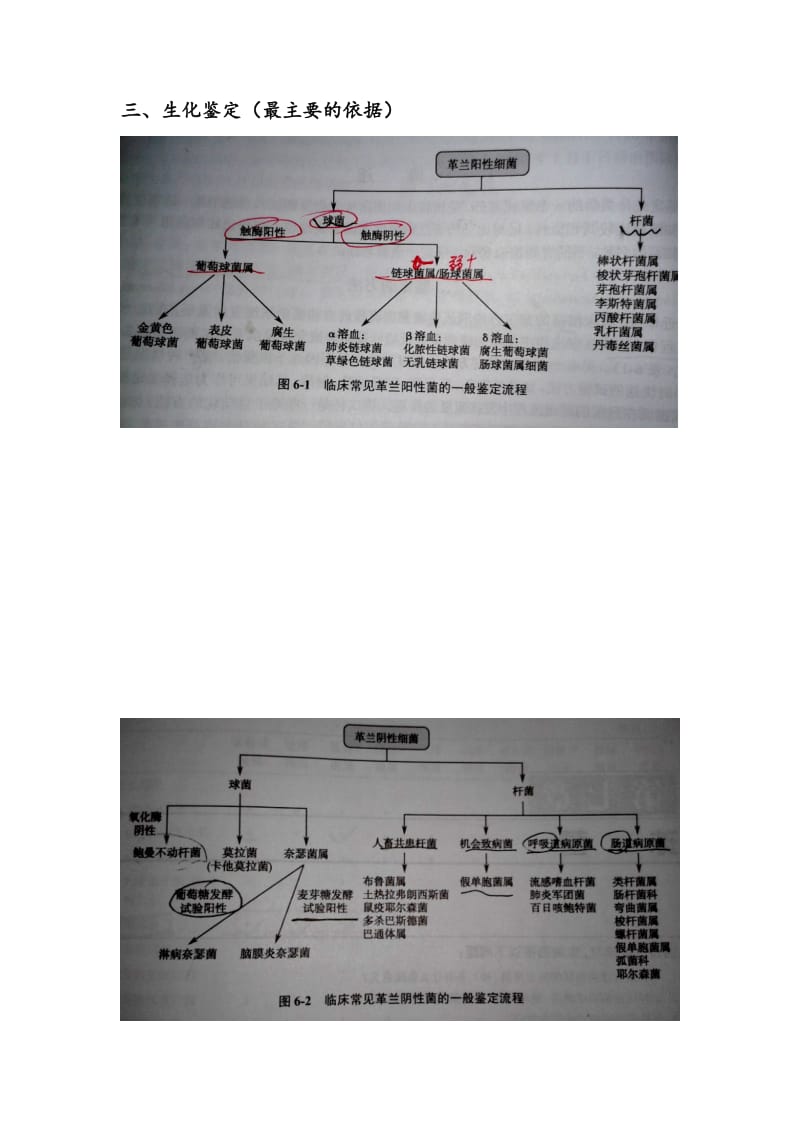 细菌鉴定的基本思路(全).doc_第3页