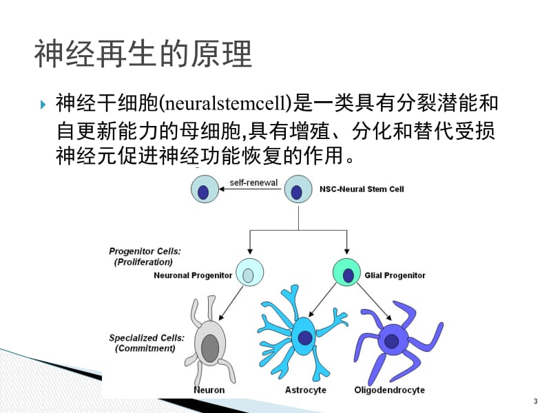 神经发生的原理、过程及相关标记物.ppt_第3页