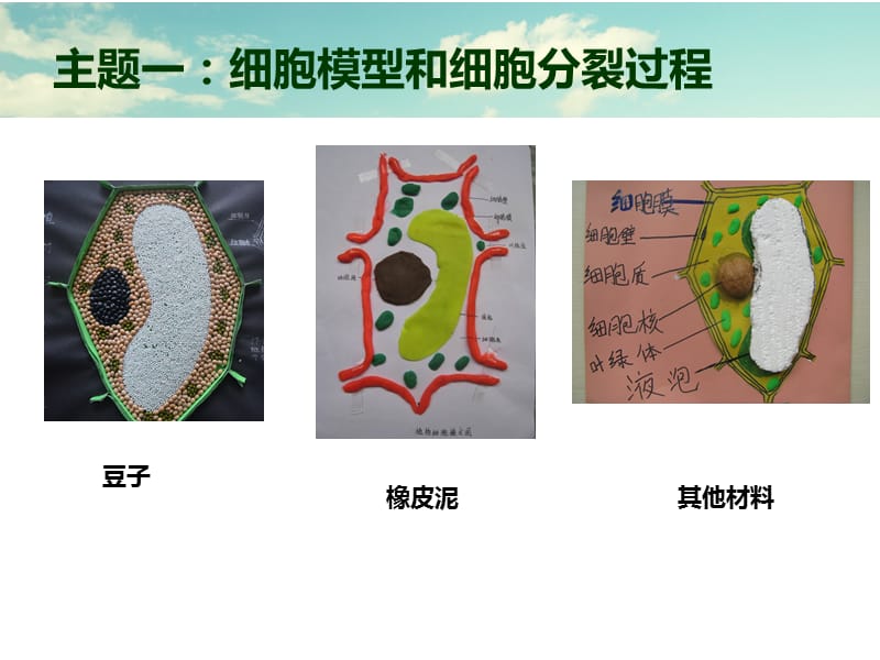 生物手工制作样本(完整版).ppt_第2页