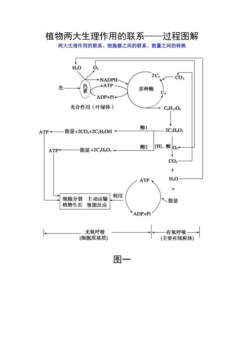 生物光合作用和细胞呼吸图解(便于理解).doc_第1页