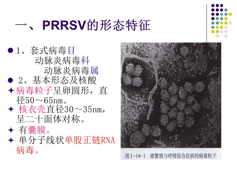 猪繁殖与呼吸综合征病毒-.ppt_第2页