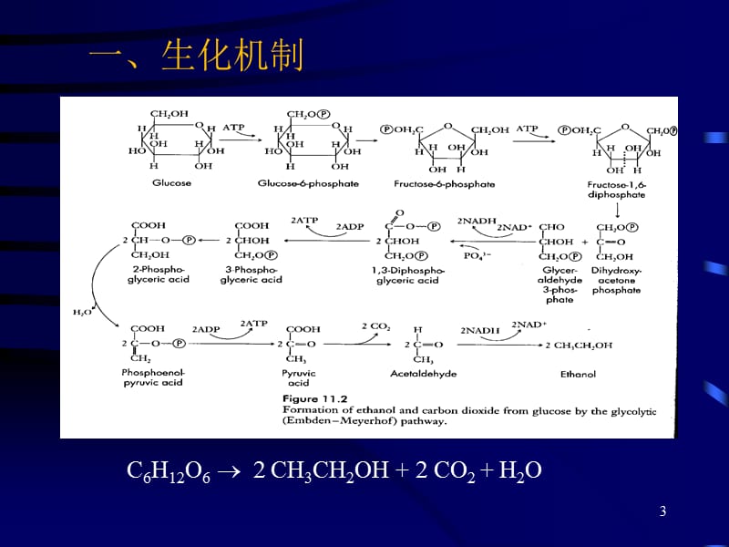 酒精发酵工艺过程.ppt_第3页