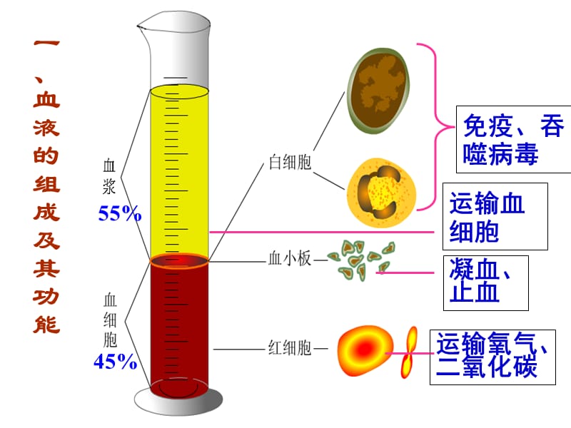 血液的组成及其功能.ppt_第3页