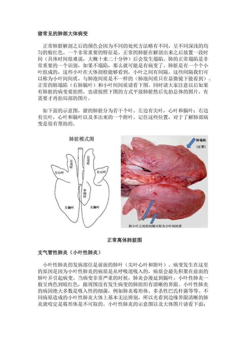 猪常见的肺部大体病变.doc_第1页