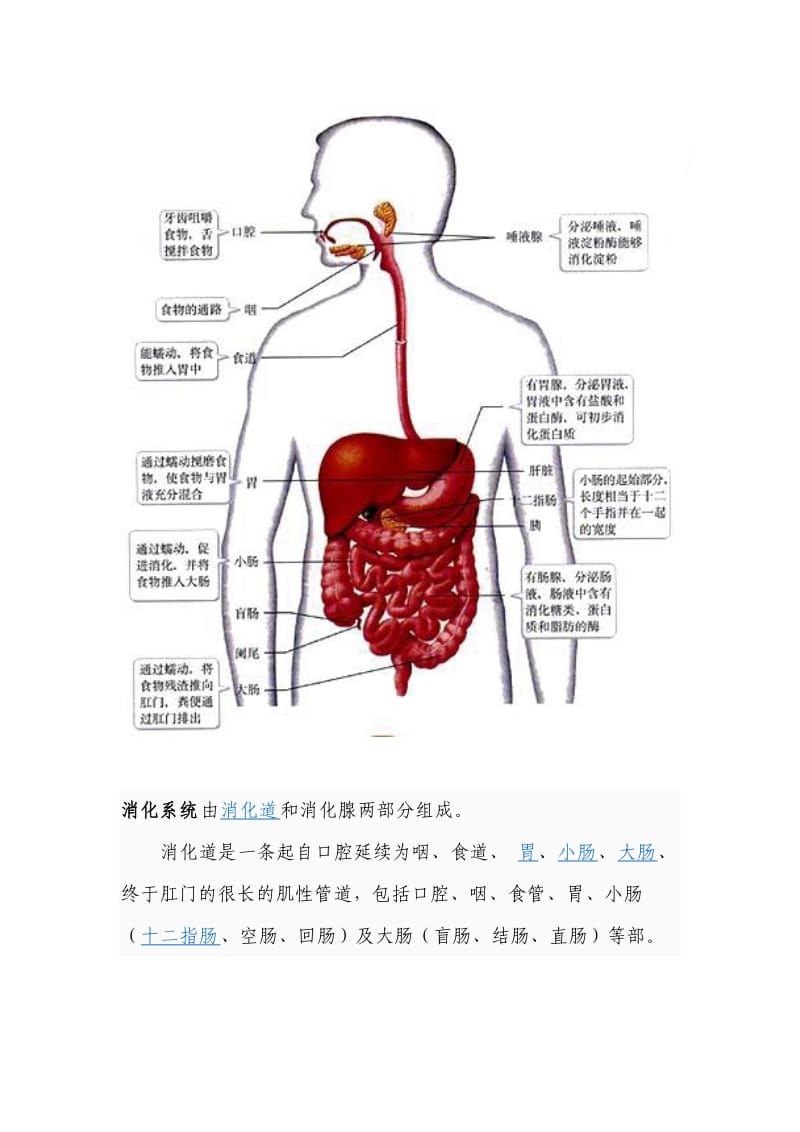 生物的八大系统.doc_第1页