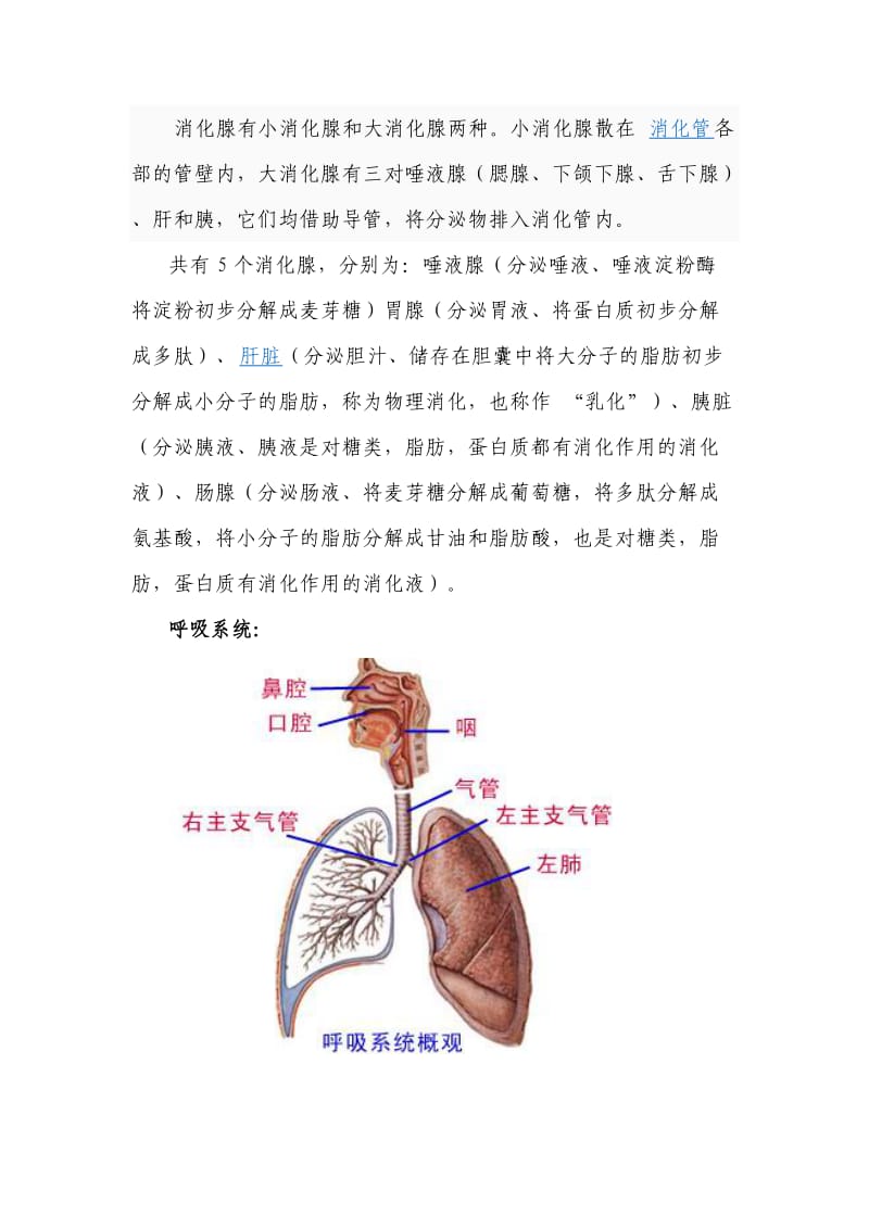 生物的八大系统.doc_第2页