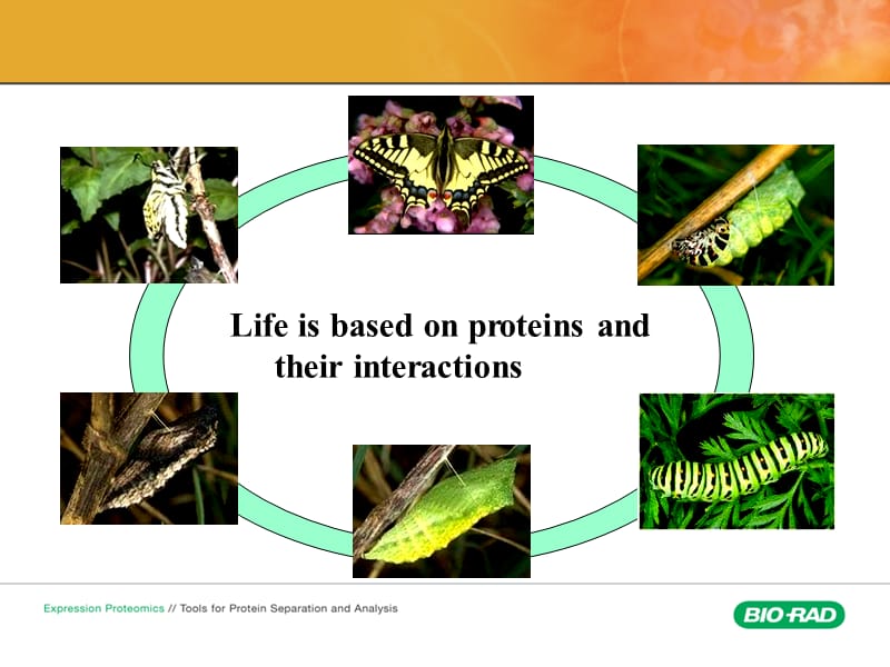 生物大分子分离纯化-原理与技术.ppt_第3页